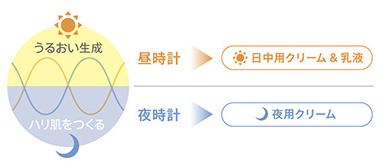 朝はうるおい生成。夜はハリ肌づくり